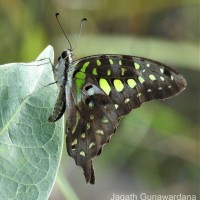 Graphium agamemnon Linnaeus, 1758